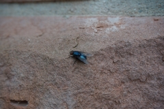 Die Fliege