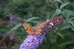 Schmetterling