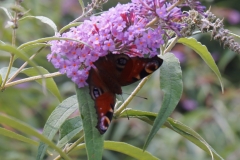 Schmetterling