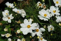 Blumengrüße