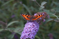 Schmetterling