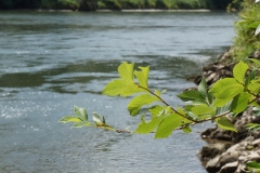 An der Donau