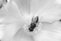 Geküsste Blume