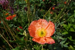 Blumengrüße