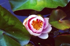 Blumengrüße - Seerose