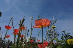 Blumengrüße