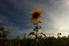 Blumengrüße - Sonnenblume