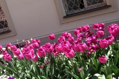 Blumengrüße - Tulpen