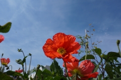 Blumengrüße