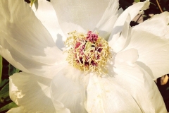 White Lady