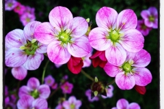 Blumenzauber
