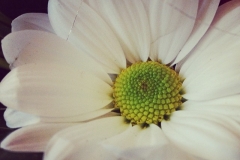 Blumenzauber