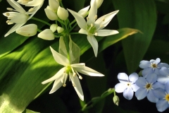 Naturschönheit