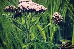In der Wiese - Schafgarbe