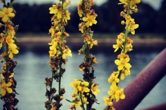 Am Wasser daheim