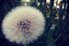 Pusteblume
