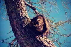 Main Coone im Kletterbaum