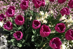 Blumengrüße - Tulpen