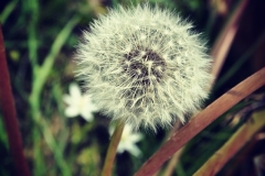Pusteblume