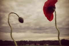 Mohnlight