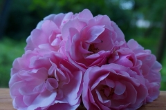 Stille Blumen