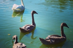 Schwanenfamilie