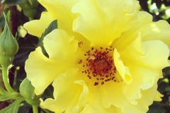 Yellow One