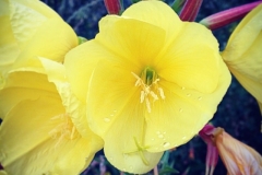 Yellow Two