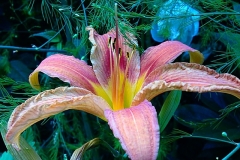 Lilienzauber
