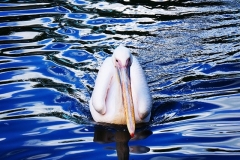 Pelikan