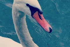 Schön wie ein Schwan