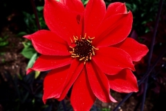 Rot wie die Liebe