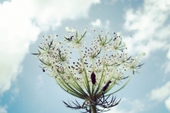 Wiesenfund