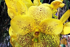 Orchideentraum