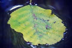 Schwimmendes Laub