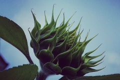 Geschlossene Sonnenblume