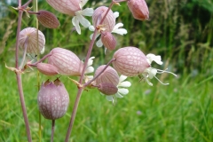 Wiesenkönigin
