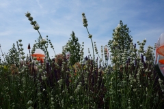 Blumengrüße