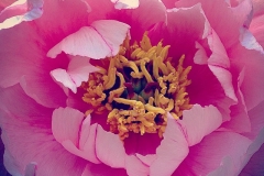 Pinkes Land
