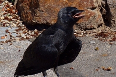 Rabengesang