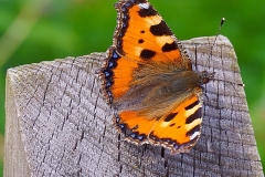 Schmetterlingsflügel