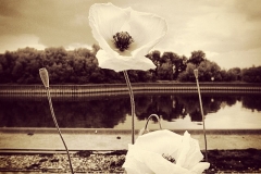 Vintage Mohn