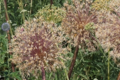 Blumengrüße