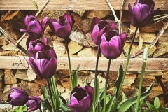 Tulpenholz