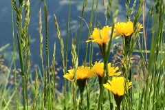 Löwenzahn am See