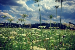 Wiesenwelt