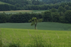 Grüne Welt