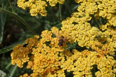 Blumengrüße
