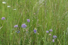 Wiesenwelt