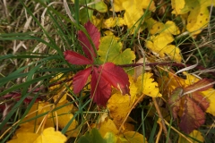 Herbstlaub
